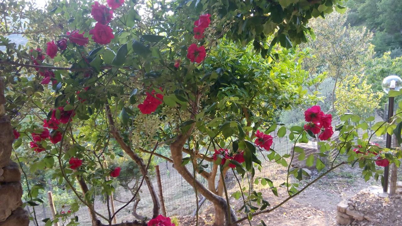 Rutino Casale I Cirillo Bed & Breakfast エクステリア 写真
