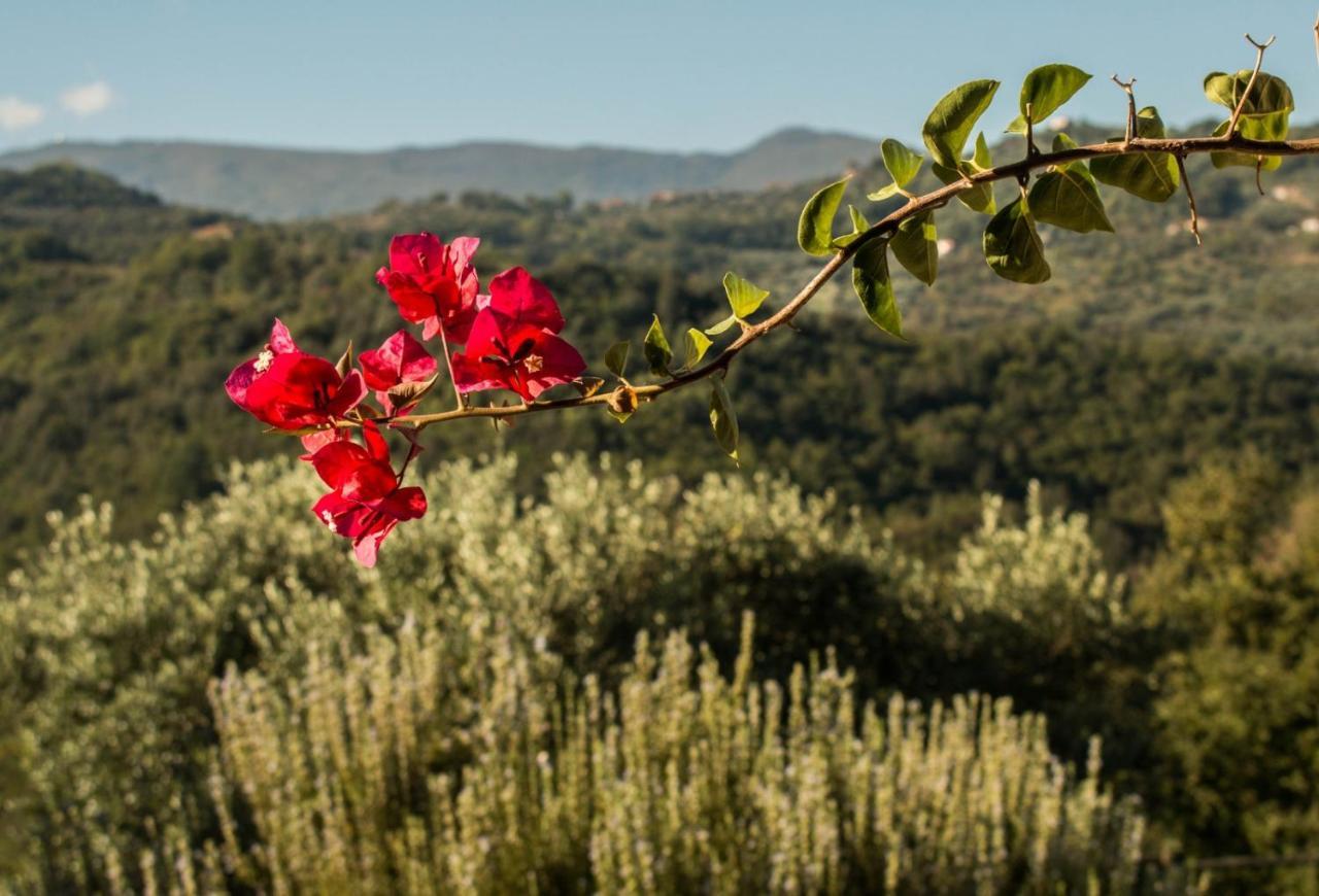 Rutino Casale I Cirillo Bed & Breakfast エクステリア 写真